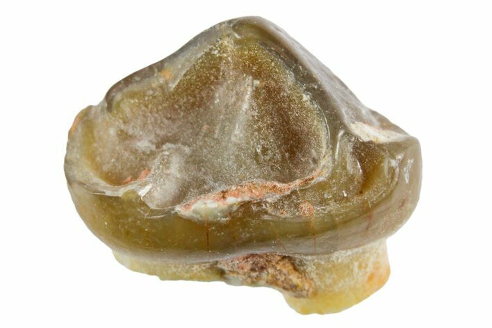 Fossil Horse (Mesohippus) Tooth - South Dakota #365232